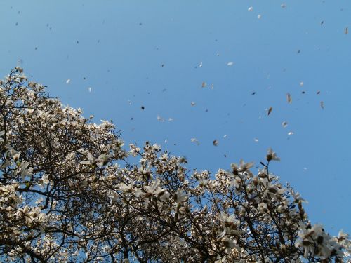 magnolia wind flower