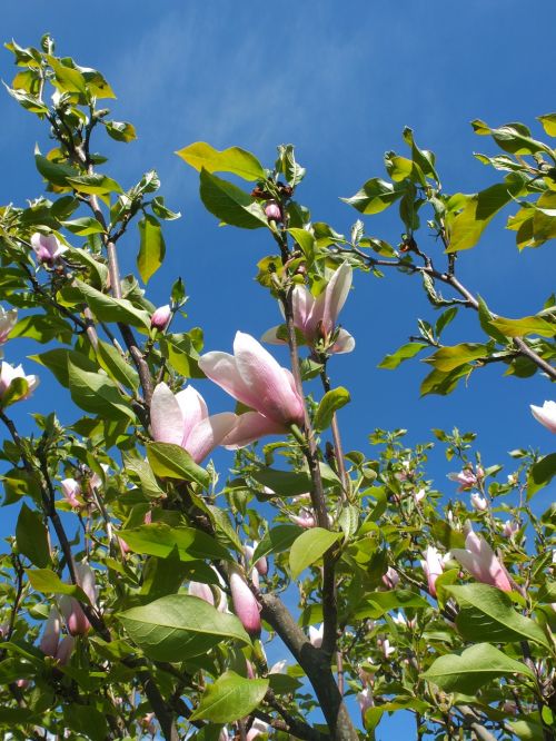 magnolia blossom spring