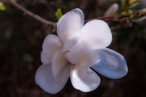 magnolia blossom bloom