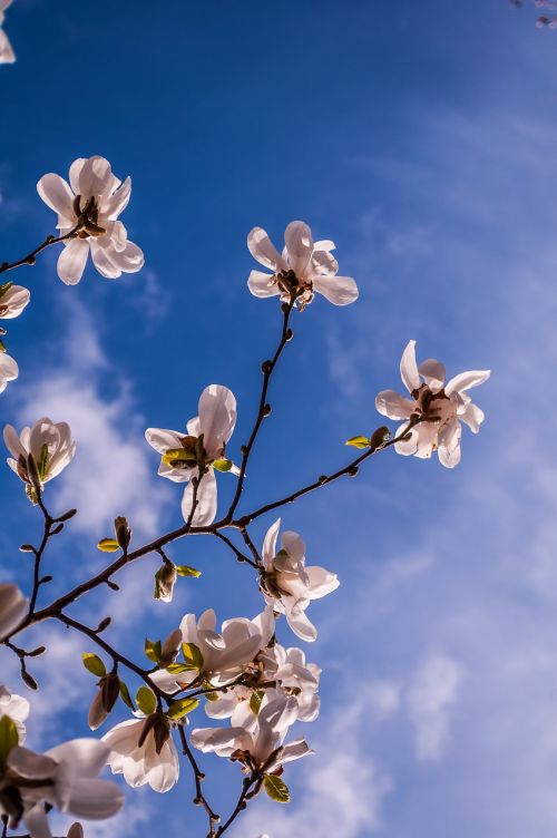 magnolia flowers spring