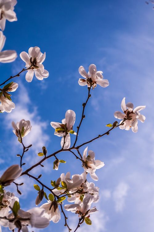 magnolia flowers spring
