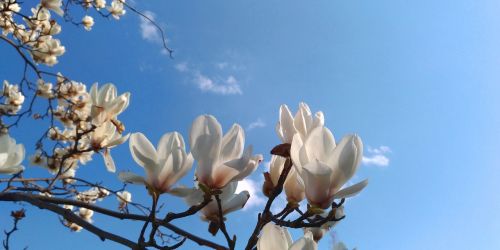 magnolia white flowers spring