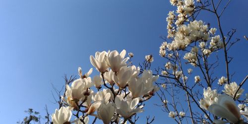 magnolia white flowers spring