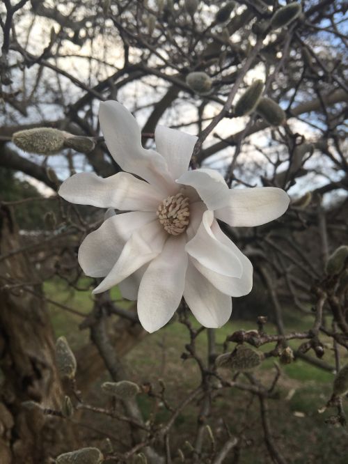 magnolia white flower
