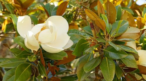 magnolia blossom bloom