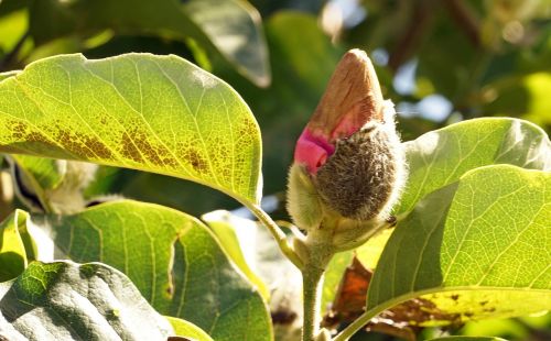 magnolia bud magnolia tree