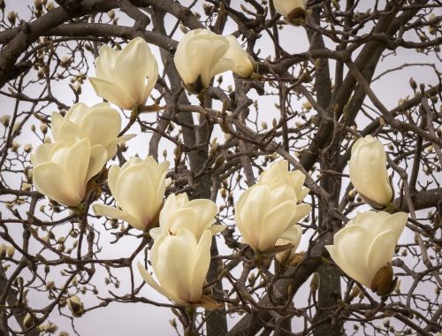 magnolia flowers wood