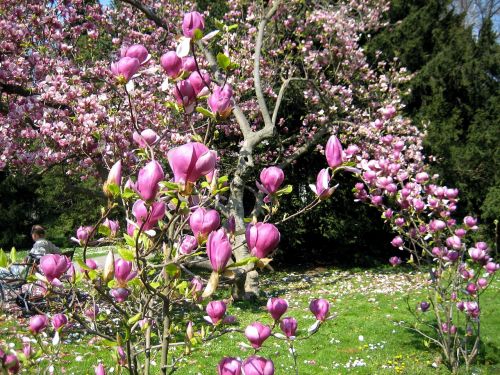 magnolia spring bud