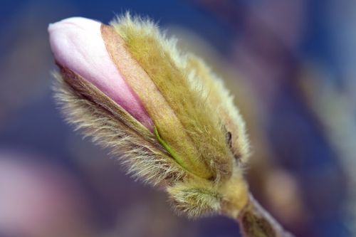 magnolia blossom bloom