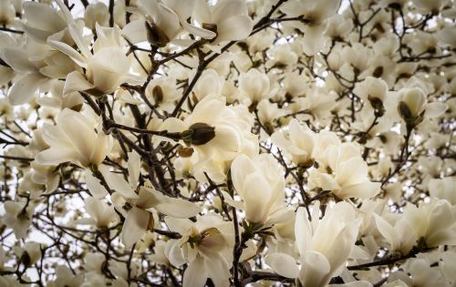 magnolia flowers nature