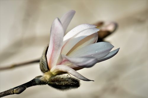 magnolia plant flower