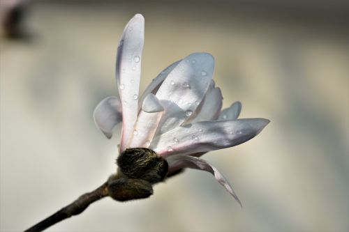 magnolia plant flower