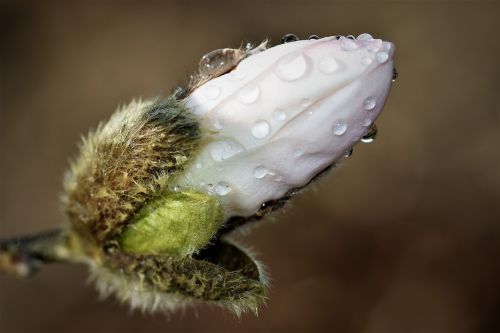 magnolia plant flower