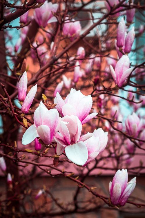 magnolia bloom spring