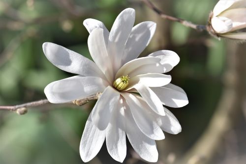 magnolia flower blossom