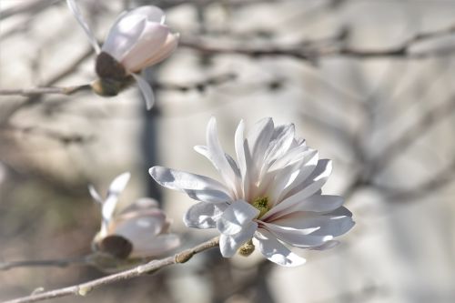 magnolia flower blossom