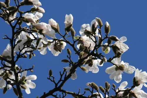 magnolia blue sky white