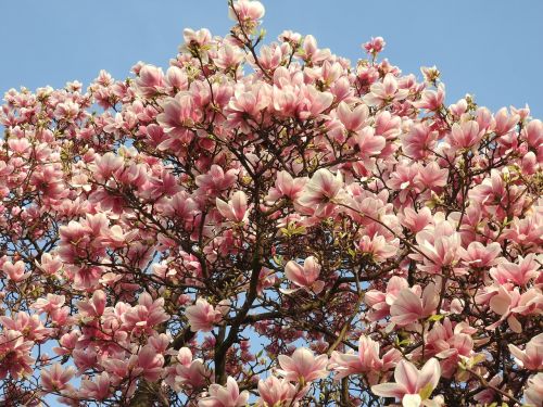 magnolia spring blossom