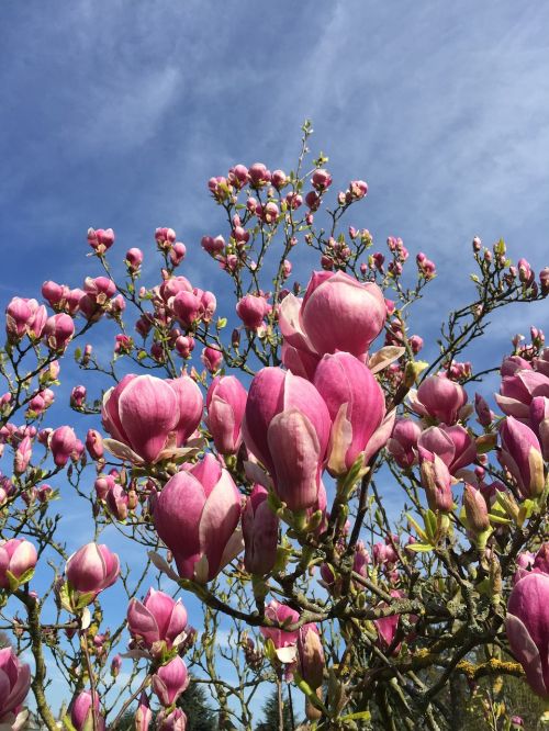 magnolia magnolia blossom bloom