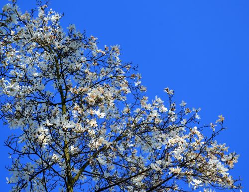 magnolia magnolia tree spring