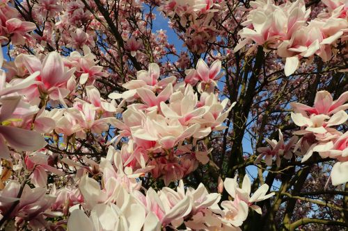magnolia magnolia tree spring