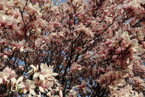 magnolia magnolia tree spring