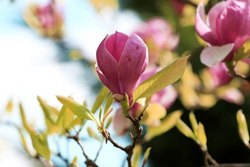 magnolia bud of magnolia spring
