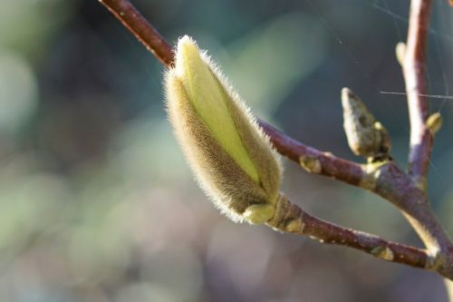 magnolia bud spring
