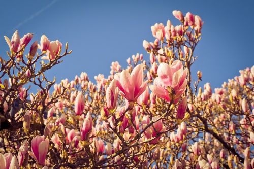 magnolia tree flowers