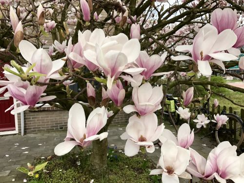 magnolia garden bloom