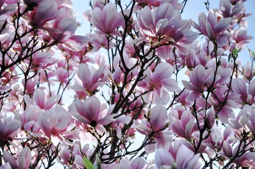 magnolia spring flower