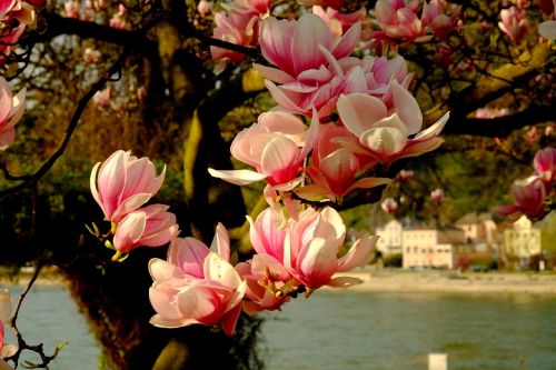 magnolia magnolia tree spring