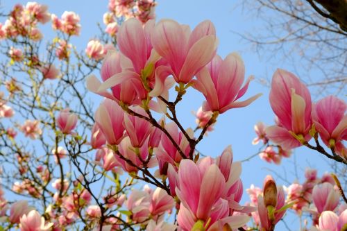 magnolia magnolia tree spring