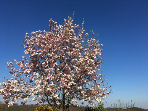 magnolia tree spring