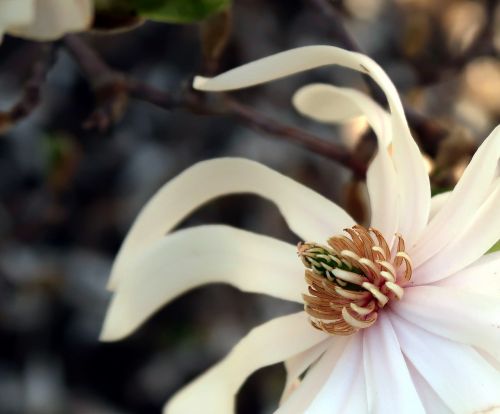 magnolia flowering spring