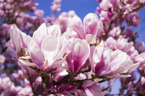 magnolia flowers pink