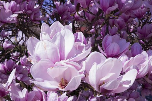 magnolia flowers pink