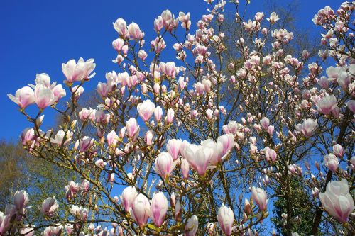 magnolia tulip magnolia early bloomer