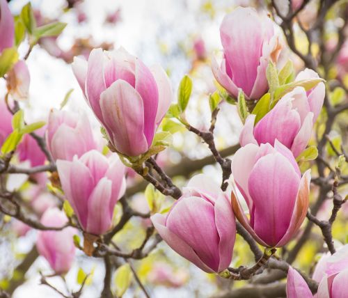 magnolia magnolia blossom tulip magnolia