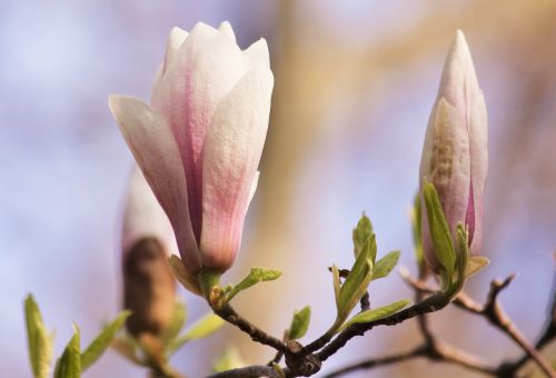 magnolia blossom bloom