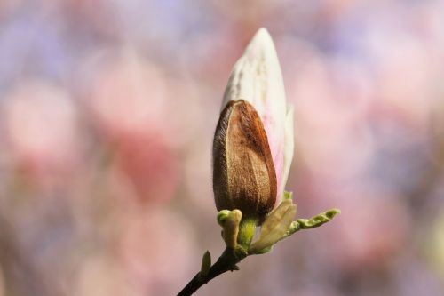 magnolia blossom bloom