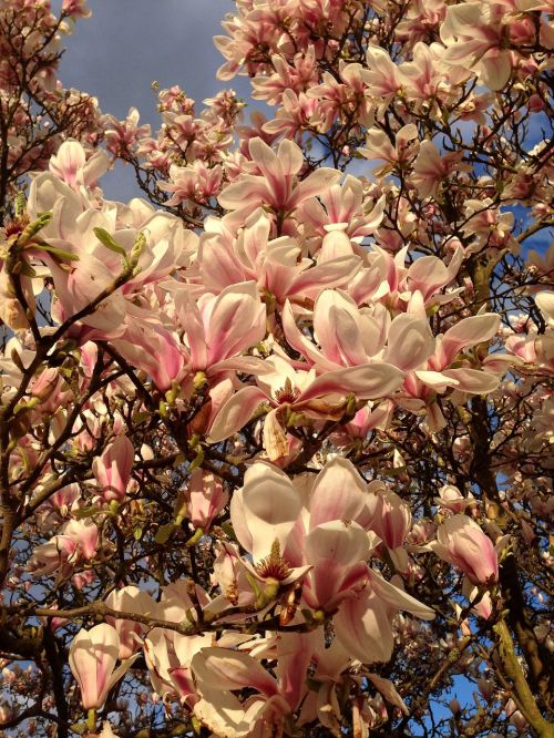 magnolia tree spring
