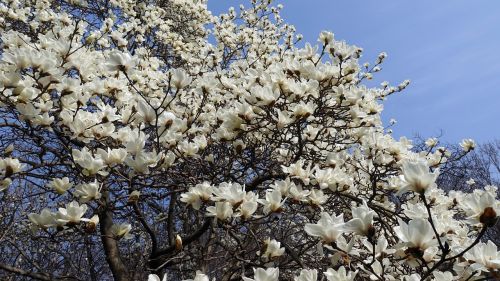 magnolia spring spring flowers