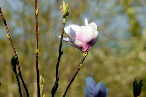 magnolia close blossom