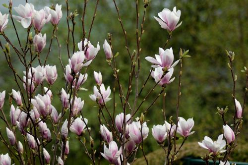 magnolia pink flowers