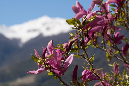 magnolia blossom bloom