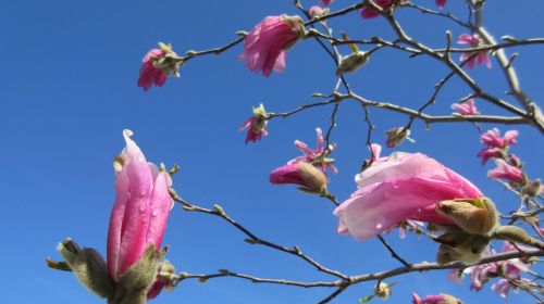 magnolia spring nature