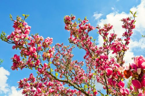 magnolia tree flowers