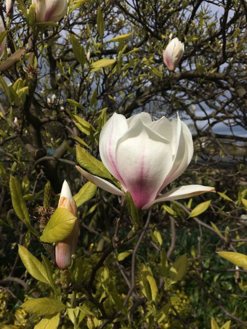 magnolia tree flower