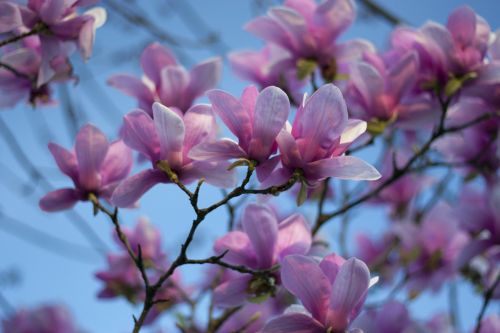 magnolia sky spring